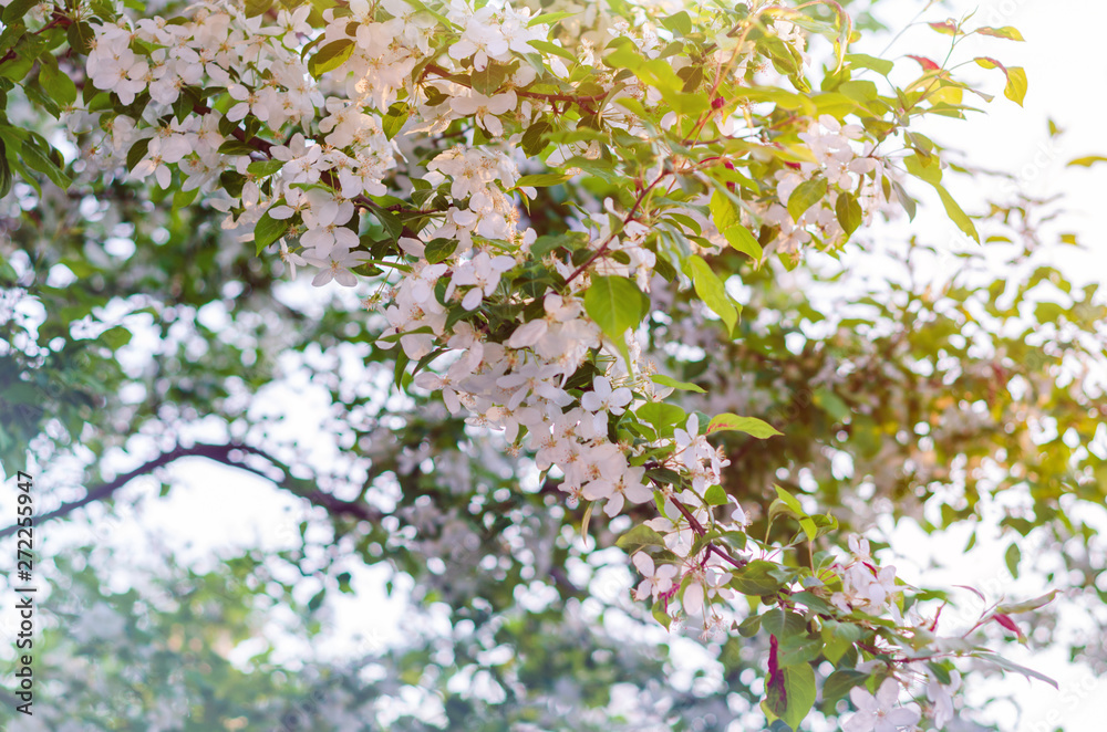 Apple tree blooms in the summer garden