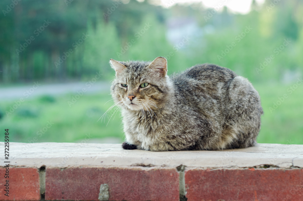 Obraz premium Homeless gray-white cat with light green eyes