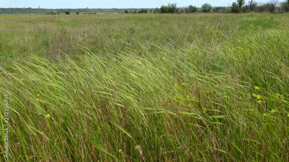 Ukrainian steppe. Grass and flowering plants swaying in the wind in the Landscape Park on the bank of the Tiligul estuary. Ukrainian steppe. Grass and flowering plants swaying in the wind in the Landscape Park on the bank of the Tiligul estuary.