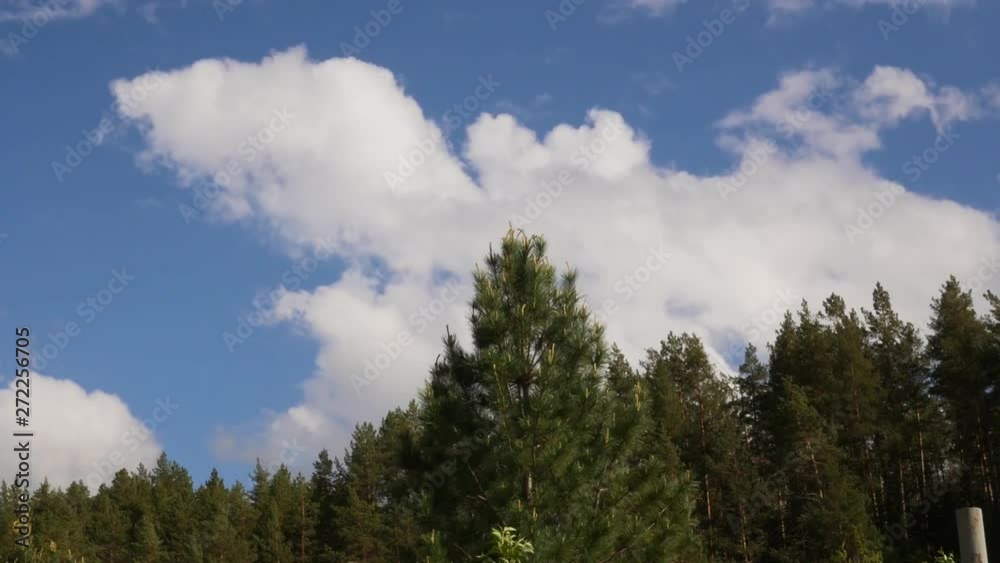 white cloud running across the blue sky, rolling puffy cloud are moving in a summer day over the forest white cloud running across the blue sky, rolling puffy cloud are moving in a summer day over the forest