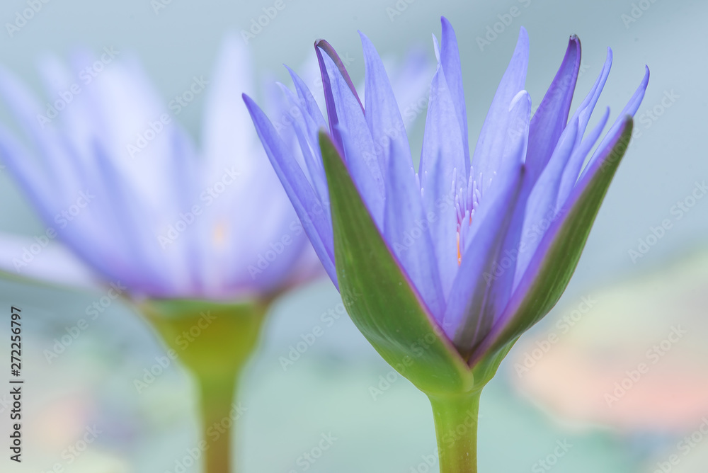 Fototapeta premium 睡蓮