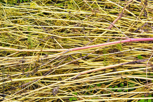 Worried dry trampled grass close up. Straw.