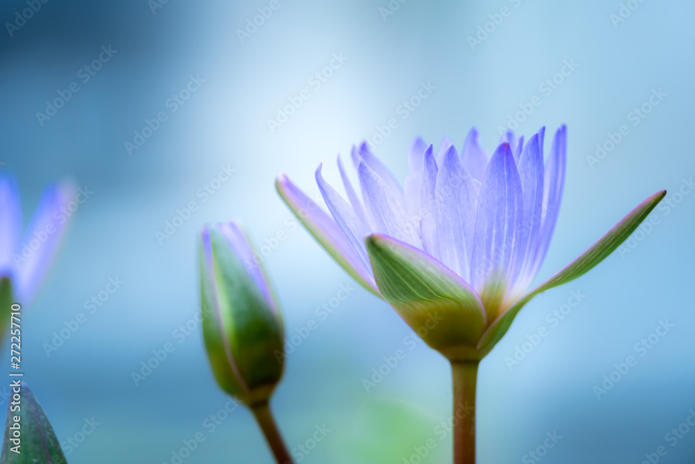 睡蓮 睡蓮