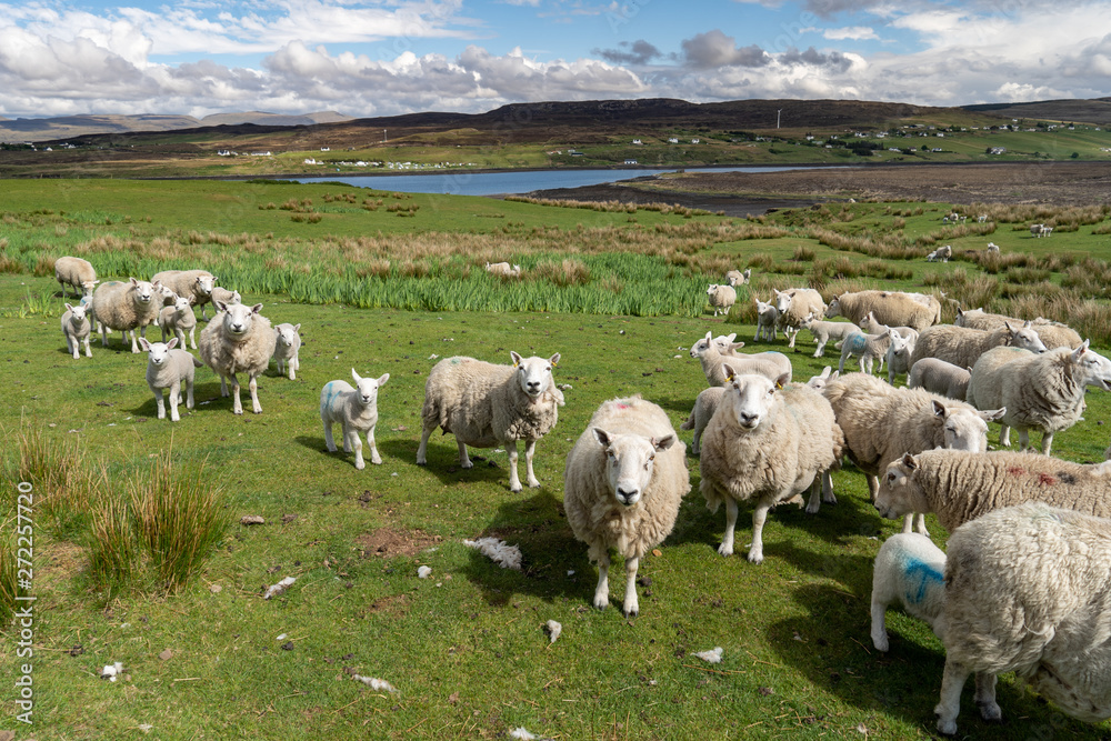 Obraz premium Isle of Skye Schottland Landschaft