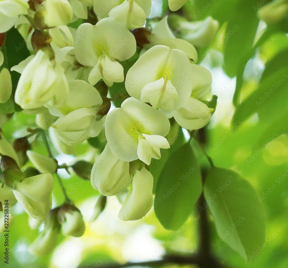 beautiful young blooming acacia fragrant beautiful young blooming acacia fragrant