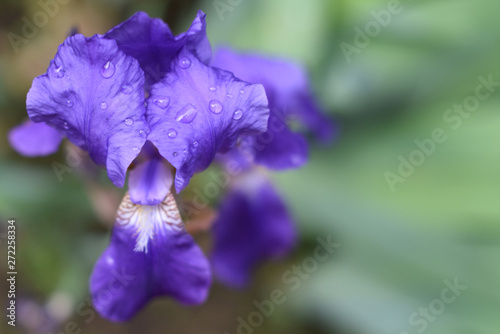 Fototapeta Naklejka Na Ścianę i Meble -  Closeup of purple iris flowers with dew drops close-up and blurred background