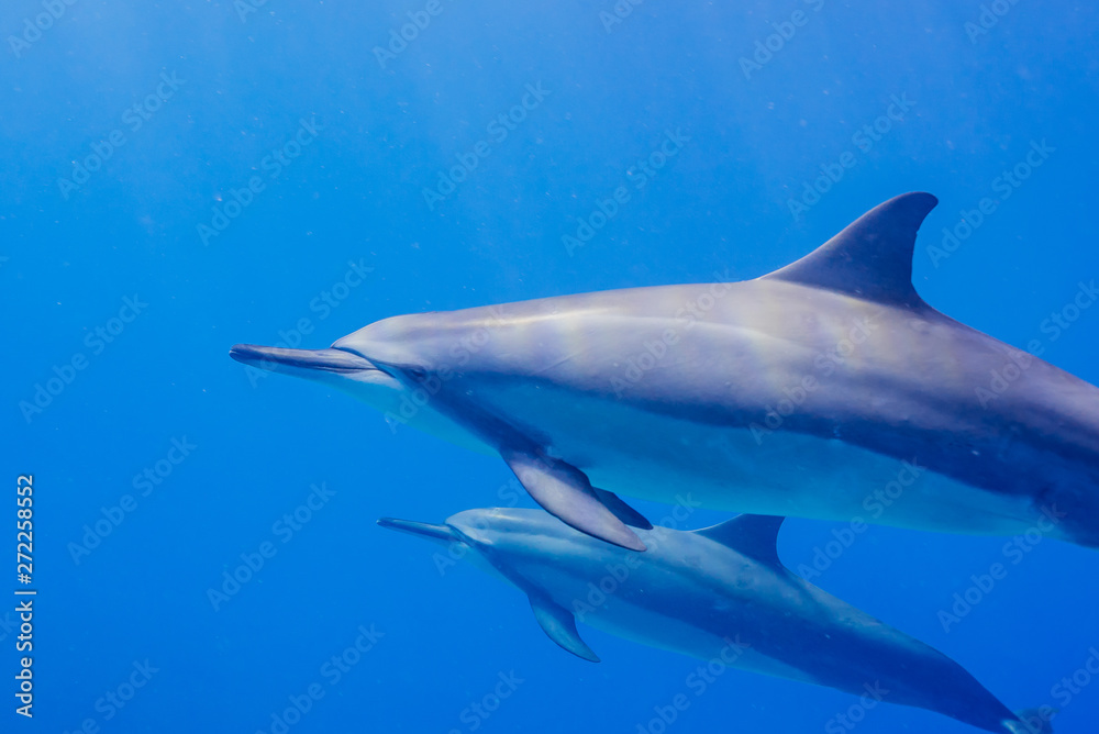 Mother and baby dolphin swimming in clear blue water