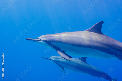 Mother and baby dolphin swimming in clear blue water