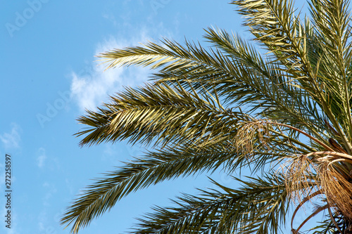 summer day palm leaves on a cloudy blue sky