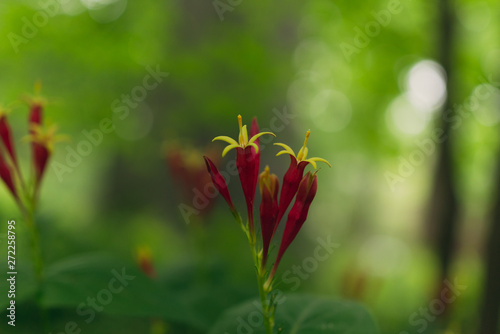Red spigelia flowers in the spring. Spigelia marilandica.