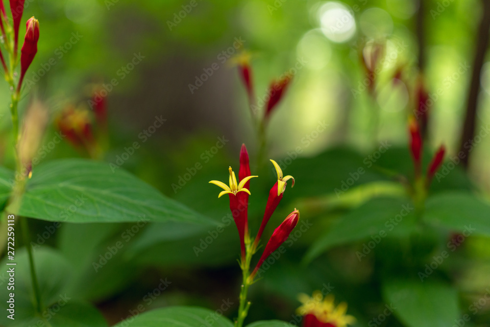 Red spigelia flowers in the spring. Spigelia marilandica. Red spigelia flowers in the spring. Spigelia marilandica.