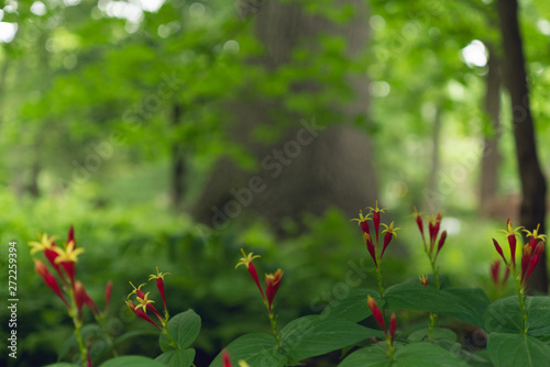 Red spigelia flowers in the spring. Spigelia marilandica.