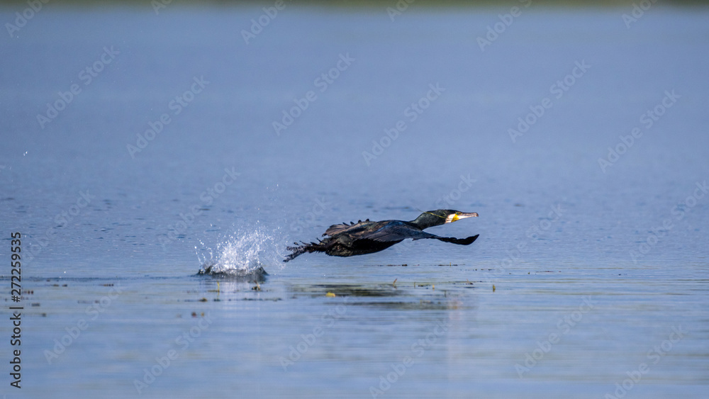 Fototapeta premium Isolated Great Cormorant in the wild- Danube Delta Romania