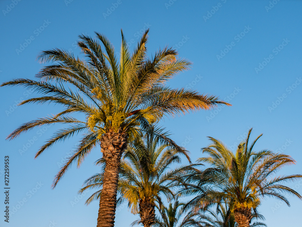 Perfect palm trees against a beautiful blue sky. Nature tropical trees