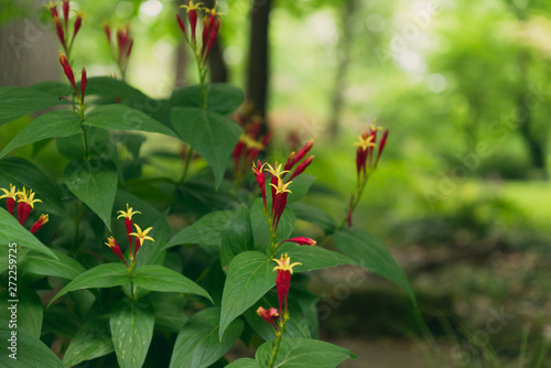 Red spigelia flowers in the spring. Spigelia marilandica.