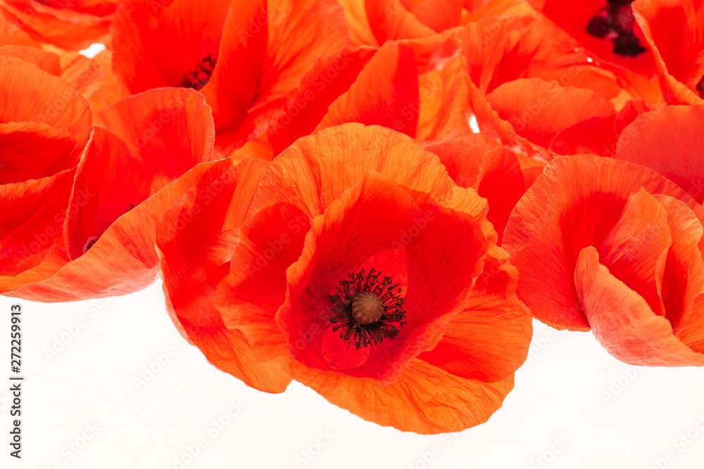 Obraz poppy flower - common poppy - Papaver rhoeas