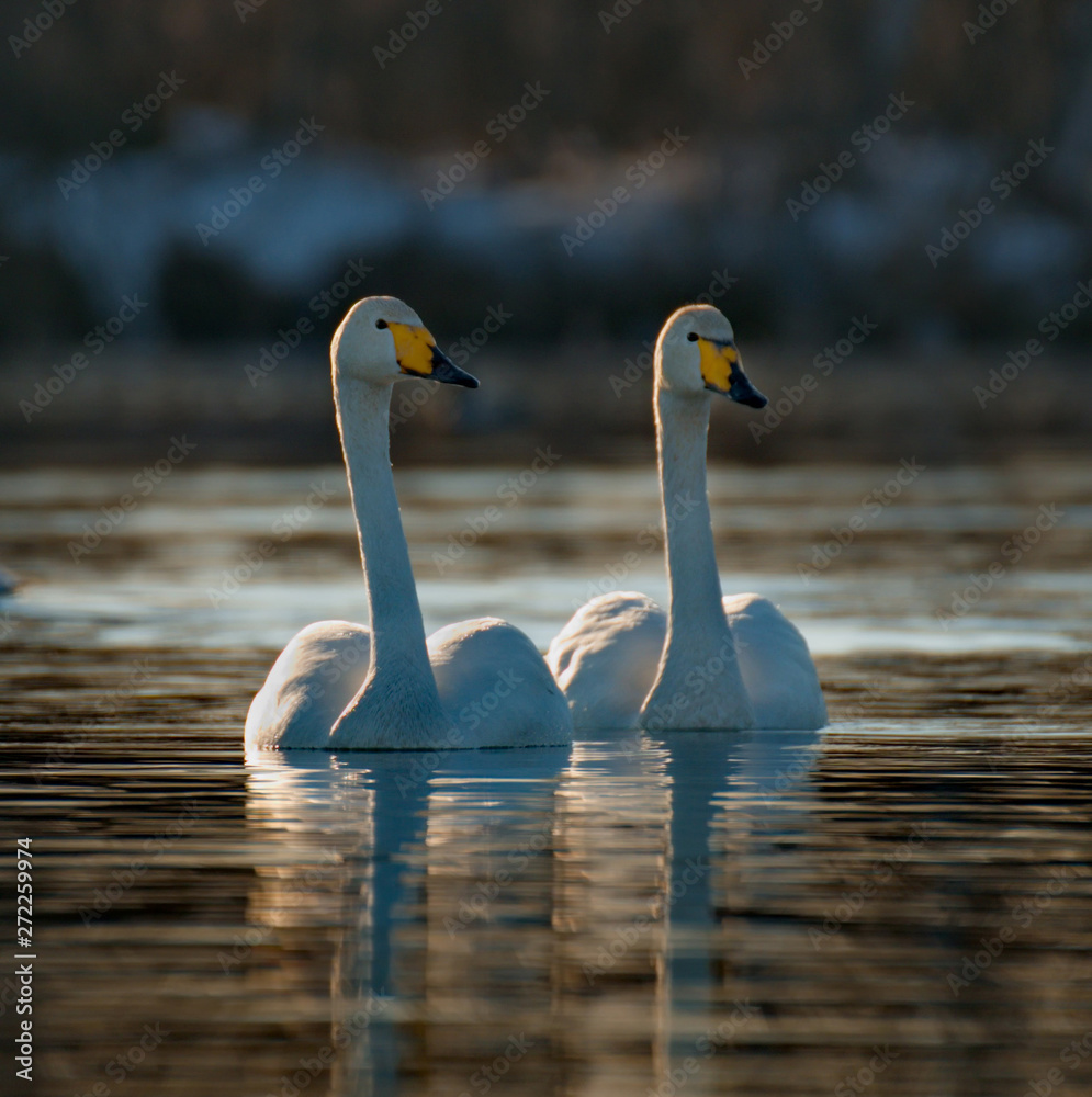 Russia. Altai territory. Protected freezing lake near the village of harvest in which live year-round wild swans and ducks.