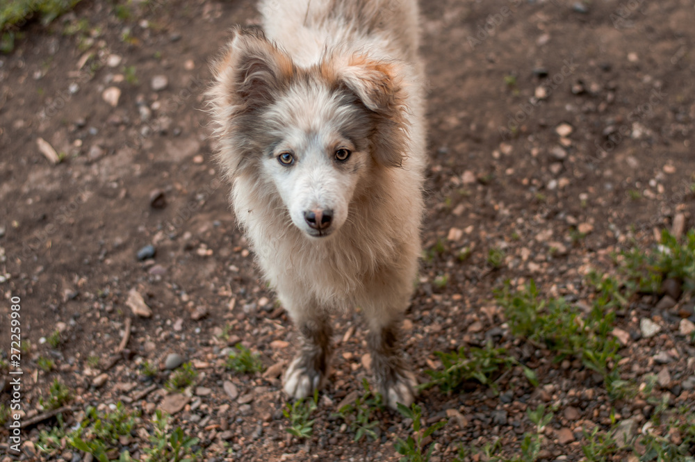 Fototapeta premium white dog