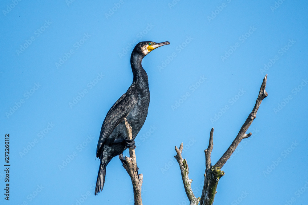 Isolated Great Cormorant in the wild- Danube Delta Romania