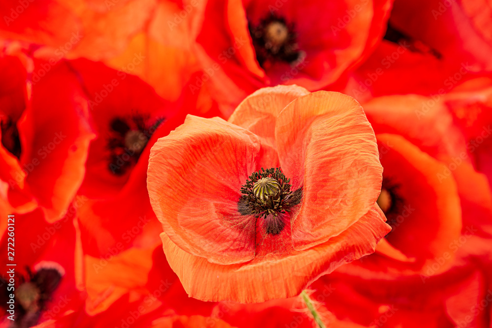 Obraz poppy flower - common poppy - Papaver rhoeas
