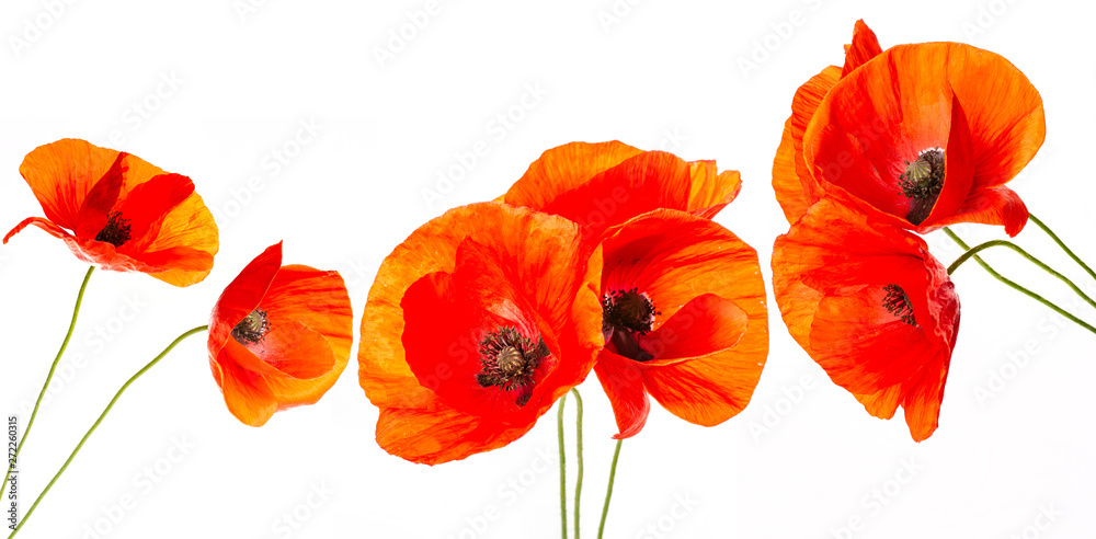 Fototapeta premium kwiat maku - mak pospolity - Papaver rhoeas