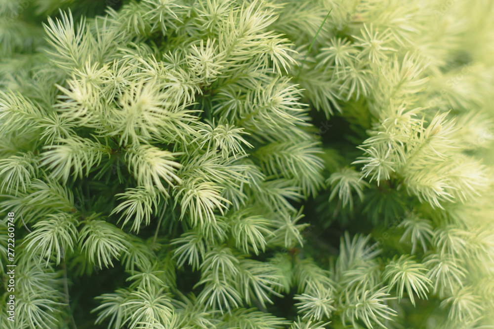 Young green needles of a coniferous tree. Postcard. Place for text. Natural background. Young green needles of a coniferous tree. Postcard. Place for text. Natural background.