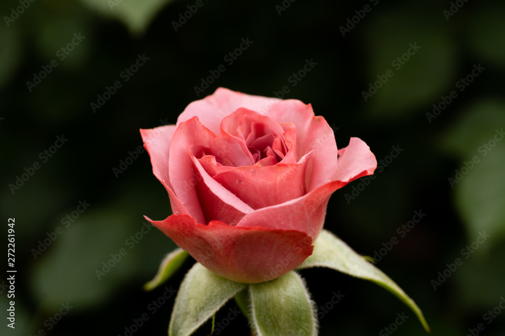 ピンクの薔薇 ピンクの薔薇