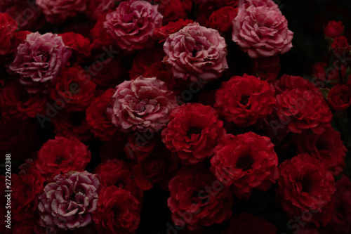 赤い薔薇 © CrioStudio
