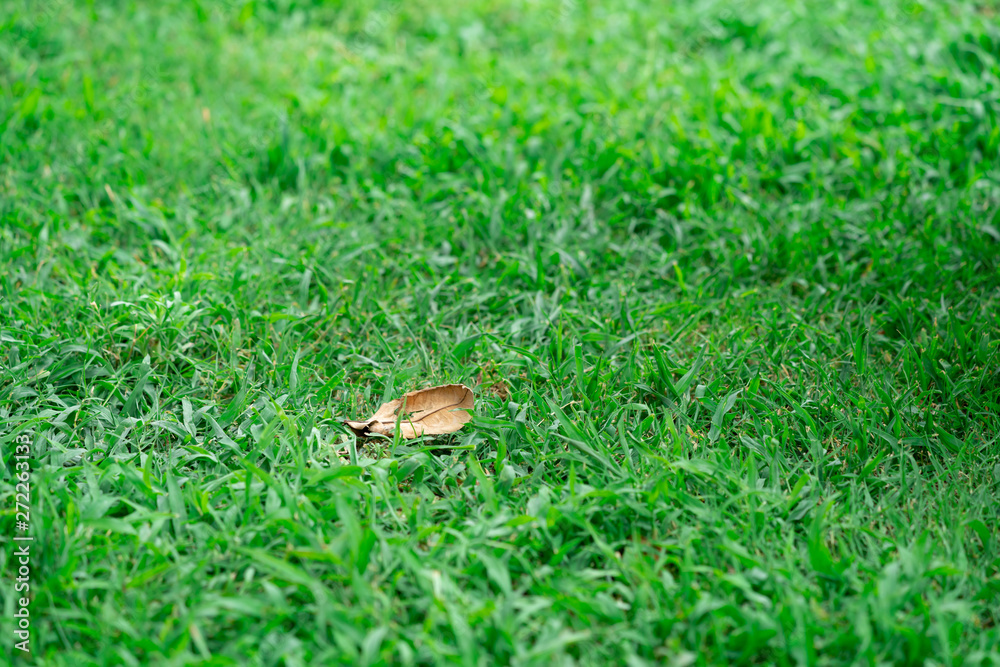 yellow leaf on green grass yellow leaf on green grass