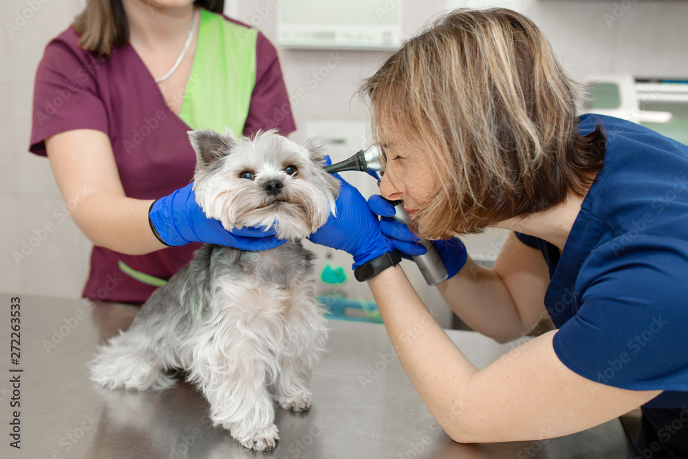 Beautiful vet doctor examines a small cute dog breed Yorkshire Terrier with the help of an otoscope in a veterinary clinic. The assistant helps keep the dog's head..Happy dog on medical examination
