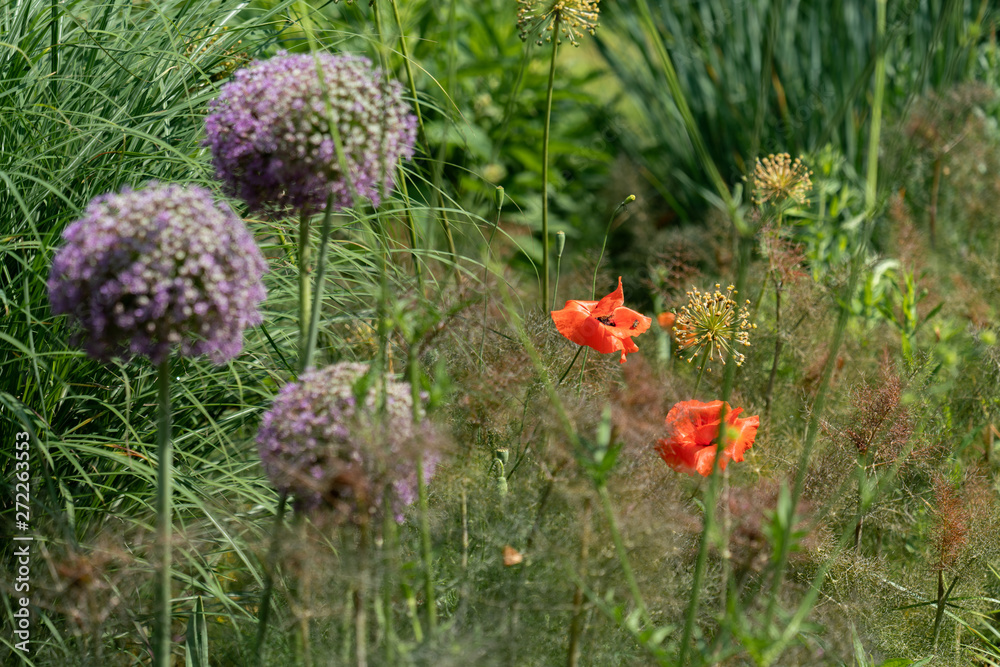 Scenic flower bed with red papaver rhoeas (poppies) and purple allium giganteum (giant onions) Scenic flower bed with red papaver rhoeas (poppies) and purple allium giganteum (giant onions)
