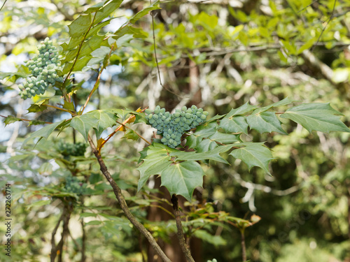 Mahonia x media - Vigne de l'Oregon, arbuste à fleurs au feuillage vert épineux à fructification décorative de grappes retombantes de petites baies pruineuses noires et bleues