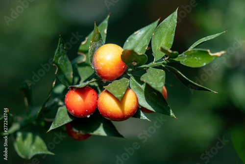 close up of three beautiful fruits of a ruscus aculeatus (butcher´s broom) plant photo