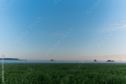 morning sunrise on the field of a spinach, poppy and cornflowe photo