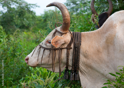 A white cow head profile among bodi tribe  ethiopia photo