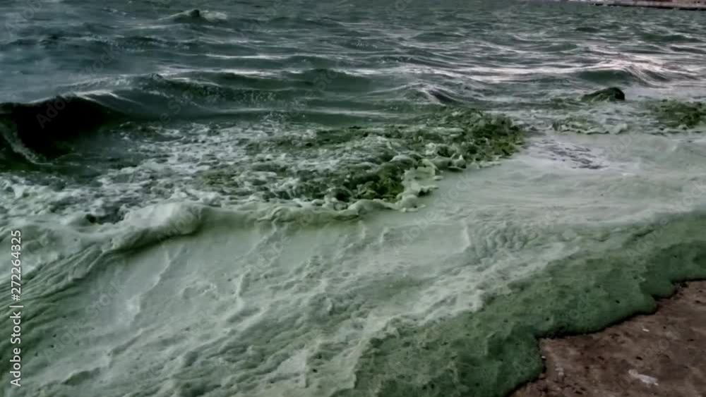 Ecological disaster in the Black Sea. The massive development of blue-green algae, water bloom. Sea pollution, eutrophication, Odessa Bay, Black Sea, Ukraine Ecological disaster in the Black Sea. The massive development of blue-green algae, water bloom. Sea pollution, eutrophication, Odessa Bay, Black Sea, Ukraine