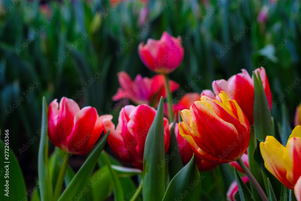 Obraz premium Red tulip garden green leaf