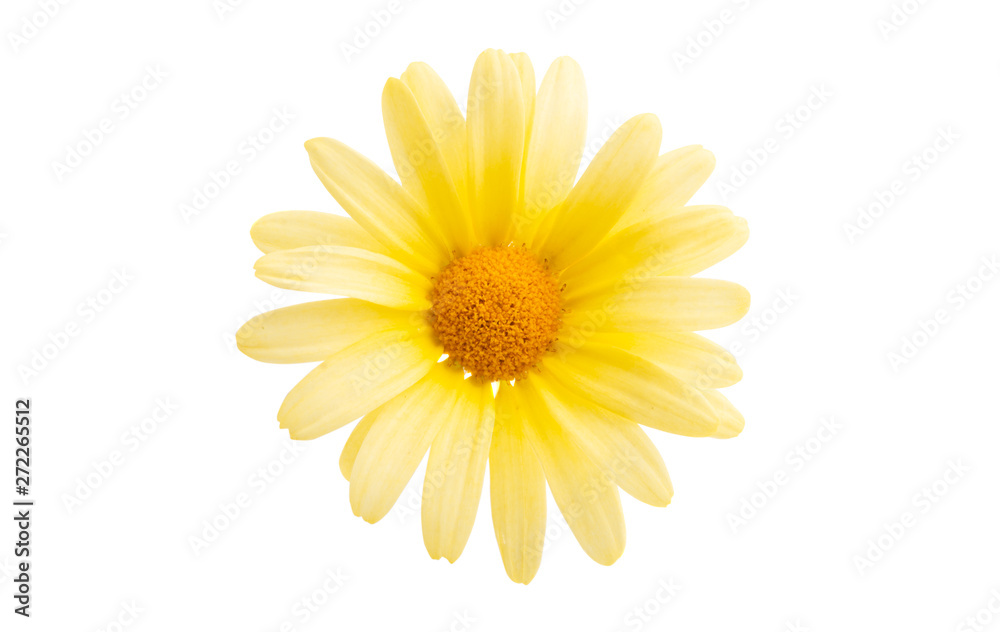 yellow daisy isolated yellow daisy isolated