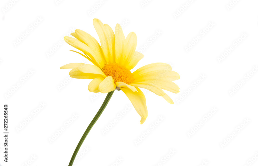 yellow daisy isolated yellow daisy isolated