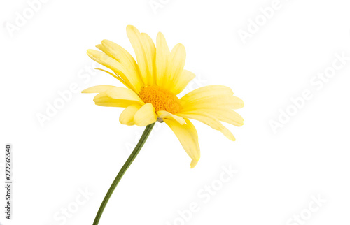 Wallpaper Mural yellow daisy isolated Torontodigital.ca