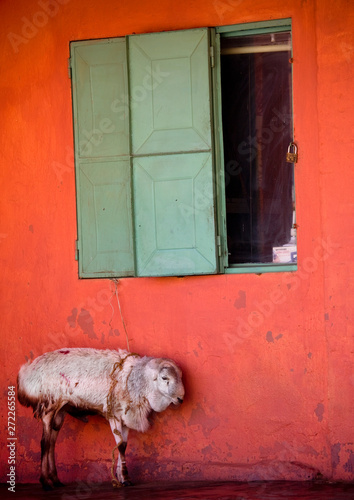 Sheep in front of an orange wall, Dire dawa, Ethiopia photo