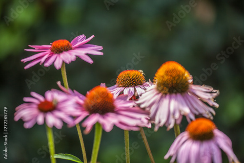 Blossoms of coneflowers  echinacea  in pink  yellow and orange