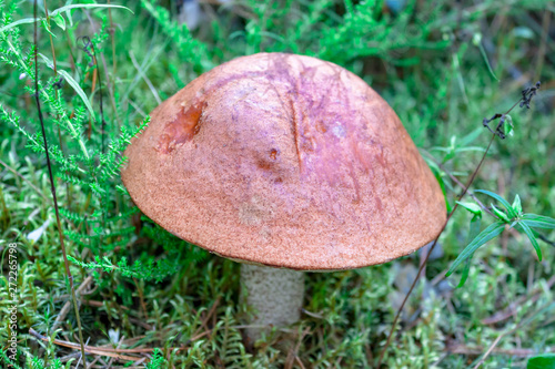 Closeup macro orange-cap boletus in grass and moss grow in the european forest on nature background