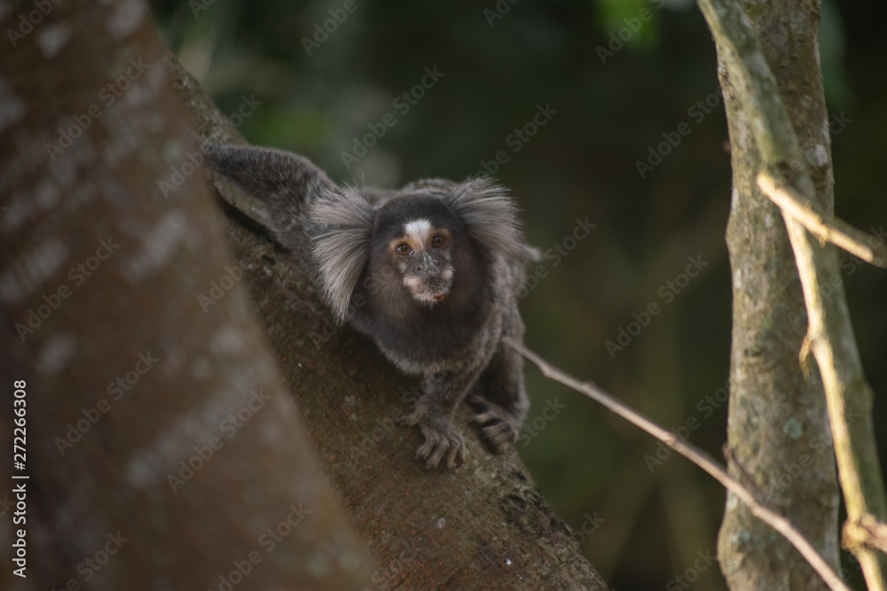 Naklejka premium Sagui