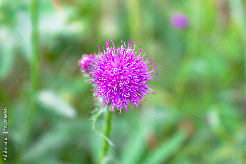 Purple pink flower of wild milk thistle close-up view on green natural countryside background Purple pink flower of wild milk thistle close-up view on green natural countryside background