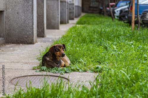 Street dog photo