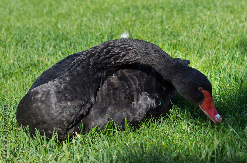 Fototapeta premium Black swan on green grass