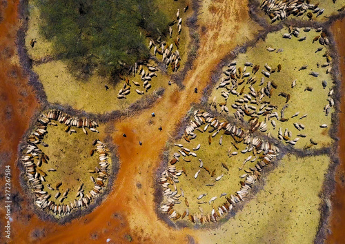 Aerial view of cows suffering from the drought grouped in fences to be fed by the governement, Oromia, Yabelo, Ethiopia photo