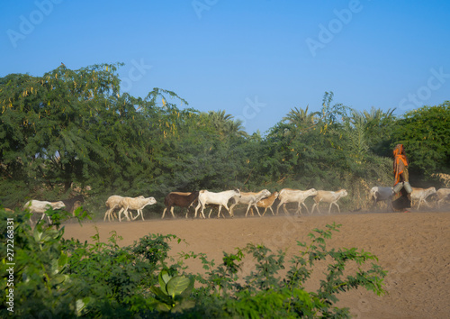 Afar tribe people with their goats, Afambo, Ethiopia