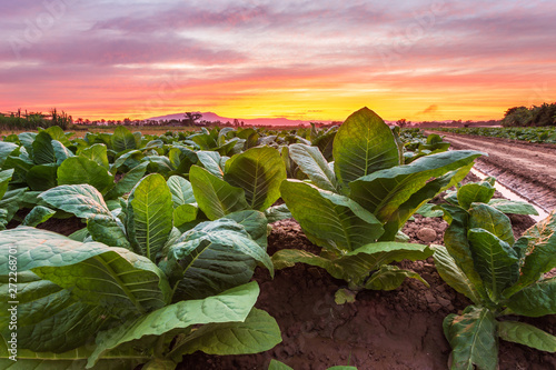 View of young green tobacco plant in field photo